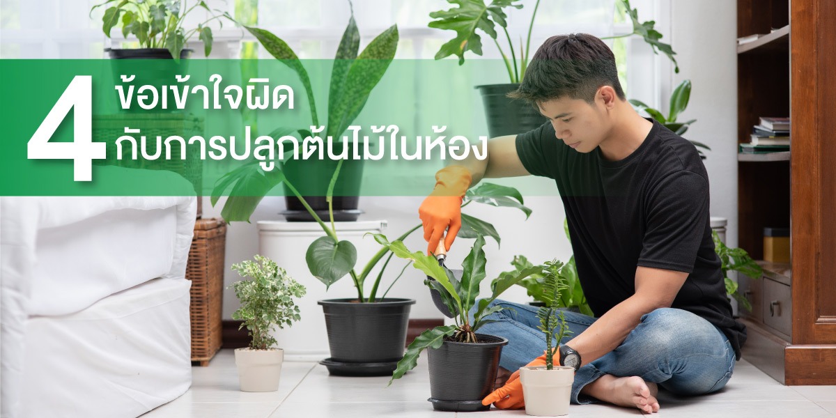 4 ข้อเข้าใจผิด กับการปลูกต้นไม้ในห้อง