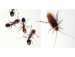 Skill Rid Pest Control Co Ltd