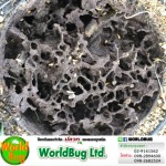 WorldBug Limited Partnership
