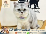 โรงแรมสุนัข โรงแรมแมวทุ่งครุ อาบน้ำ ตัดขนสัตว์ทุ่งครุ - ปิติ เพ็ทส์ แลนด์