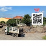 Eucalyptus shop - Prasert Piling Klong 11