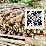 Eucalyptus wood for sale, Pathum Thani - Prasert Piling Klong 11