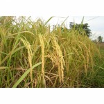 Buriramchoksukchai Co., Ltd.