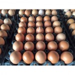 Chip Huad Li Farm