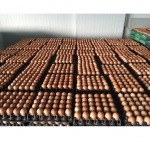 Chip Huad Li Farm