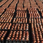 Chip Huad Li Farm