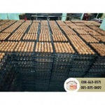 Bangkok Egg Boiled Eggs - Nichakamol Khaisod
