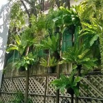 รับจัดสวนป่า - ร้าน ใบไม้ชายคา 