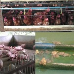 ห้างหุ้นส่วนจำกัด รุ่งเรืองการเกษตร 