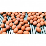 ขายส่งไข่ไก่สดจากฟาร์ม - กางกรณ์การค้า พิจิตร