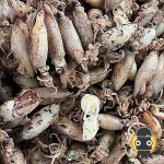 ขายส่งอาหารทะเลแห้ง - อาหารทะเลแห้งขายส่ง-ราคาถูก ศรีจันทร์พานิช