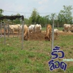 Boonwanich International Co., Ltd.