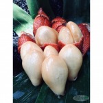 สละลอยแก้ว ส.พืชผล จันทบุรี