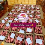 ไร่มันหวานเนื้อส้ม-โอกินาว่า ราคาถูกไร่วิจิตรา
