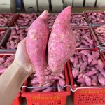 ไร่มันหวานเนื้อส้ม-โอกินาว่า ราคาถูกไร่วิจิตรา