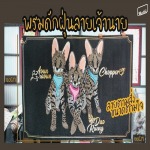 รับทำพรมตามสั่ง - mattii
