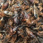 Kaewjai Bug