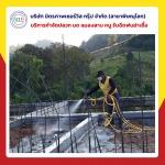 กำจัดปลวกพิษณุโลก มิตรภาพ เซอร์วิส กรุ๊ป