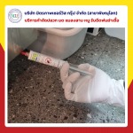 กำจัดปลวกพิษณุโลก มิตรภาพ เซอร์วิส กรุ๊ป