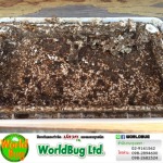 WorldBug Limited Partnership