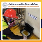 บริษัทกำจัดหนูในเชียงใหม่ - ฉีดปลวกเชียงใหม่ มิตรภาพเซอร์วิส กรุ๊ป