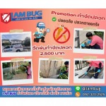 กำจัดปลวก เหยื่อกำจัดปลวก ปทุมธานี - ไอ แอม บัก