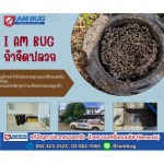 กำจัดปลวกยกรัง ลำลูกกา - กำจัดปลวก เหยื่อกำจัดปลวก ปทุมธานี - ไอ แอม บัก
