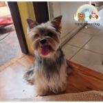  Dog boarding service without a cage - Cage-free dog deposit, Charan Pinklao