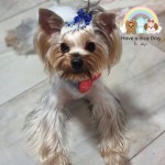 Dog boarding, cage free, Ratchaphruek - Cage-free dog deposit, Charan Pinklao