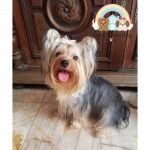  dog hotel near me - Cage-free dog deposit, Charan Pinklao