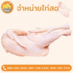 ขายส่งไก่  - บ้านไก่บึงคำพร้อย