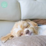 Pet Relax Co., Ltd.