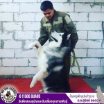 รับฝึกสอนสุนัขและรับเลี้ยงทุกสายพันธุ์