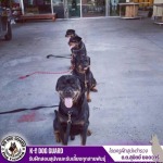 รับฝึกสอนสุนัขและรับเลี้ยงทุกสายพันธุ์