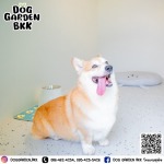 รับฝากเลี้ยงสุนัข - dog garden bkk