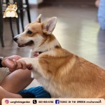 คาเฟ่สุนัขใกล้ฉัน - Dog Cafe Bkk - Corgi in the garden