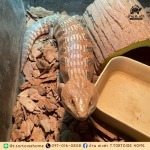 T.Tortoise home