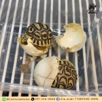 T.Tortoise home