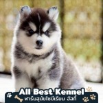 ขายลูกสุนัขไซบีเรียน - ฟาร์มสุนัข ไซบีเรียน ฮัสกี้ - Allbest Kennel
