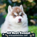 Allbest Kennel