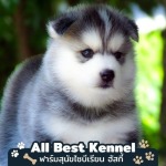 Allbest Kennel