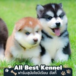 Allbest Kennel