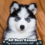 Allbest Kennel