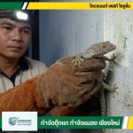 กำจัดตุ๊กแก กำจัดปลวก เชียงใหม่