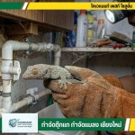กำจัดตุ๊กแก กำจัดปลวก เชียงใหม่