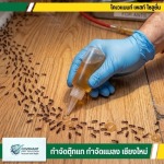 กำจัดตุ๊กแก กำจัดปลวก เชียงใหม่