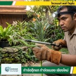 กำจัดตุ๊กแก กำจัดปลวก เชียงใหม่