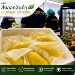 บริษัทส่งออกผักผลไม้ตามฤดูกาล