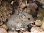 Siam Pest Tech Co Ltd