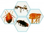 น้ำยา เคมี กำจัดปลวก ผ่านการรับรอง อย - Termite control Kanchanaburi